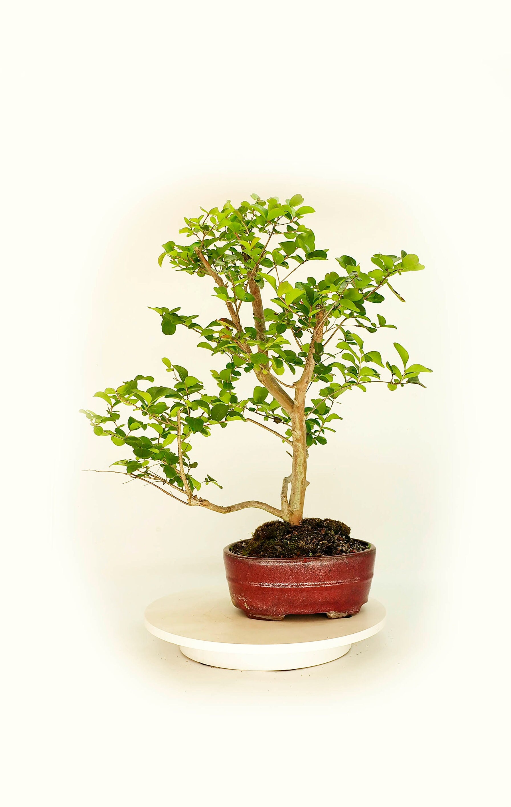 Purple Crape myrtle bonsai tree, Serious responsibility collection from