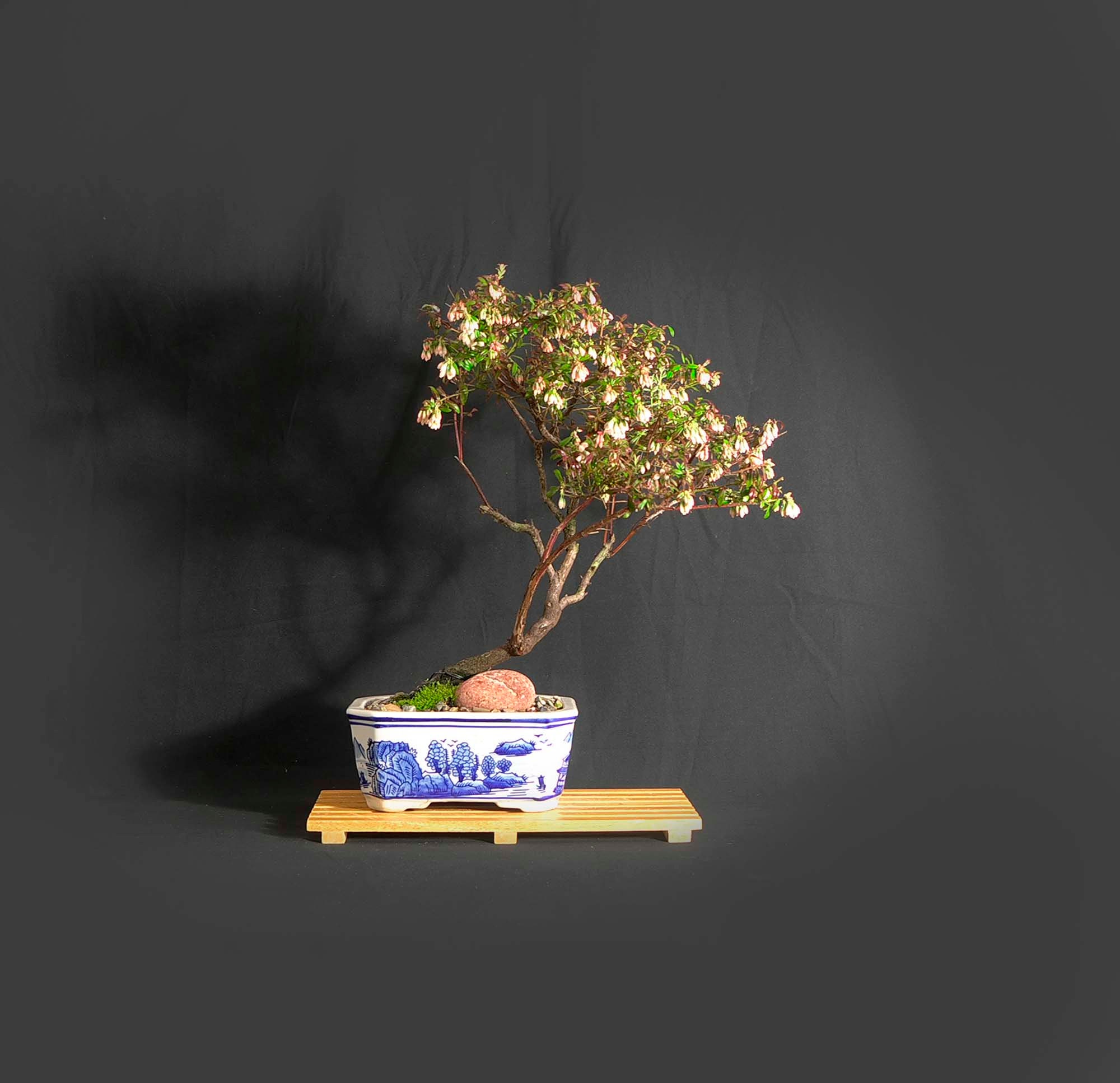Dwarf native blueberry bonsai tree Hobby Lobby Etsy
