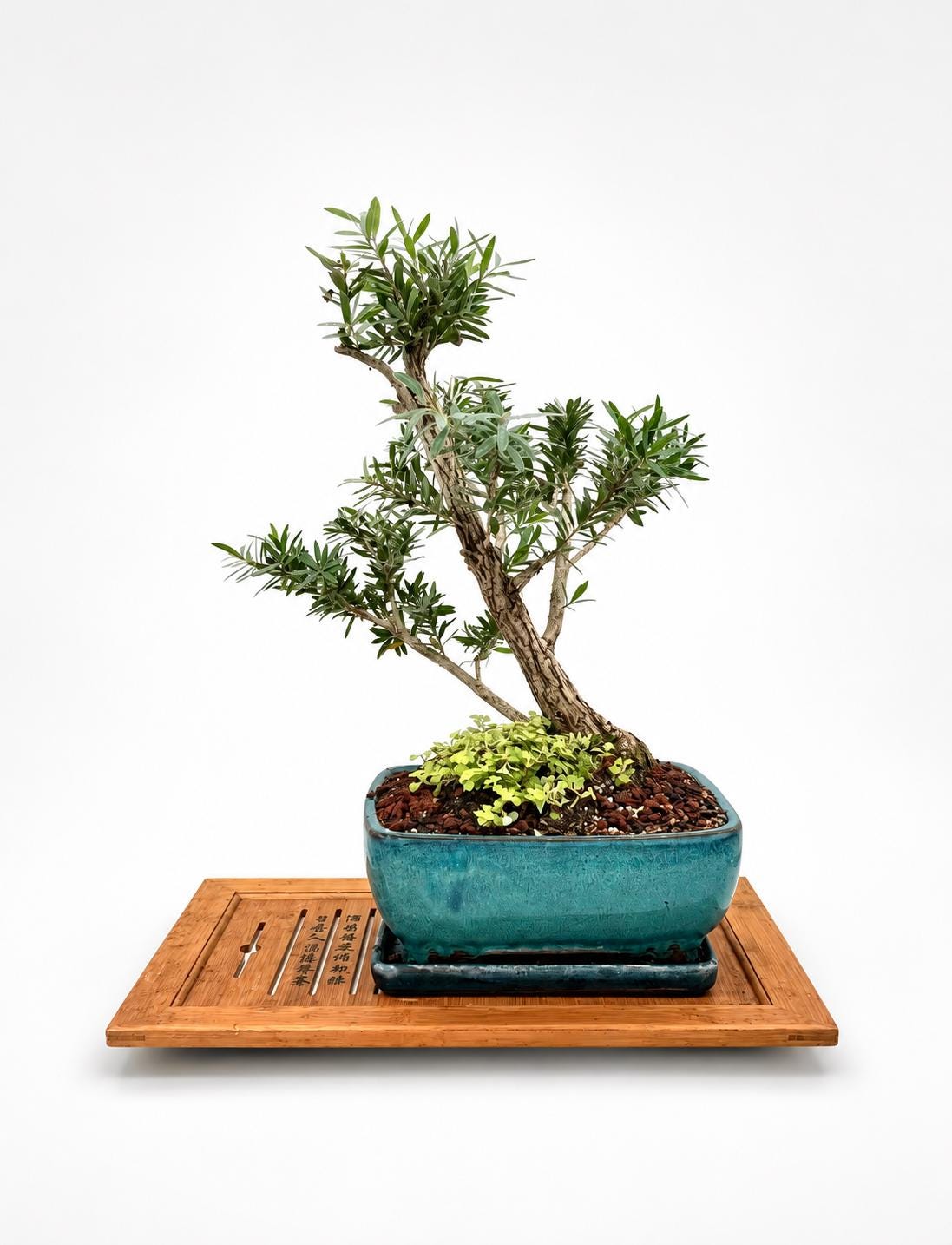 Rare Blue Ice Bottlebrush Bonsai Mature Red Bloom Specimen Exact