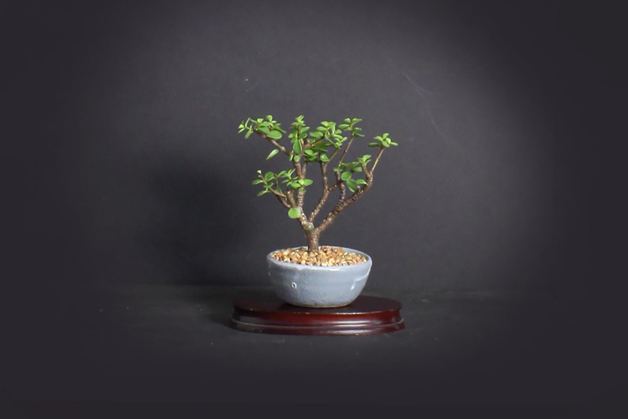 Dwarf jade bonsai tree, African Safari bonsai collection from