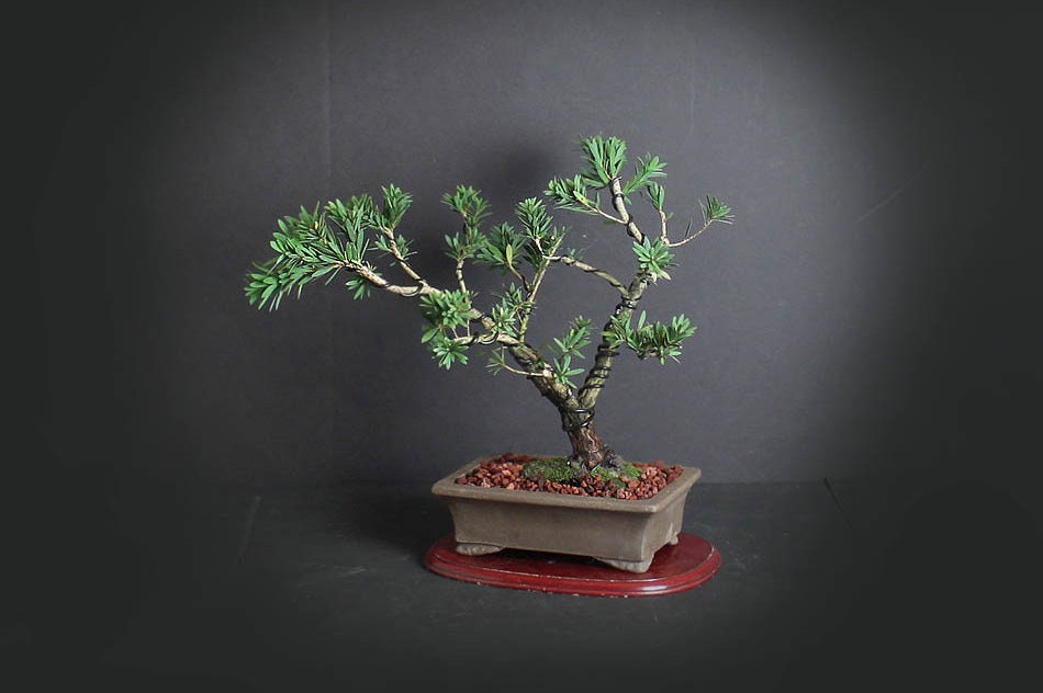 Dwarf bottlebrush bonsai tree, Blooming Tropics Collection from LiveBonsaiTree