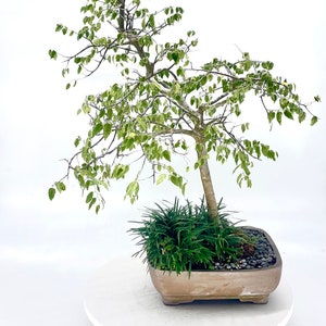 Mine (EP)  Bonsai Trees