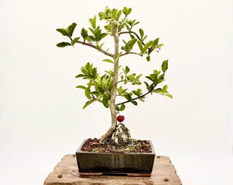 Barbados Cherry Bonsai: Live Fruiting Tree with Pink Blooms, Indoor/Outdoor Miniature Plant