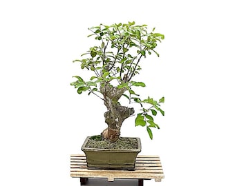 Pink Crape Myrtle Bonsai Tree: Sumo Style, Thick Trunk, Flowering, Mature Specimen
