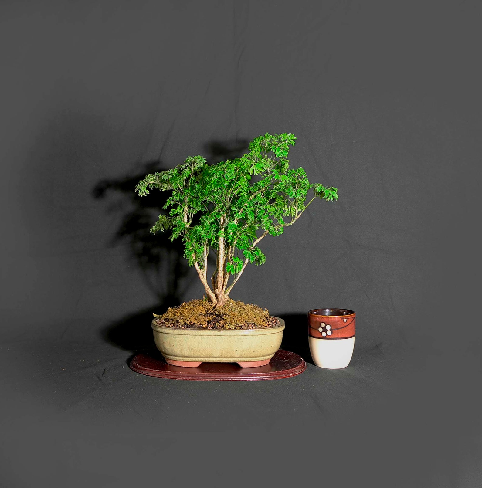 Aralia Parsley variegated bonsai tree Vote bonsai Etsy