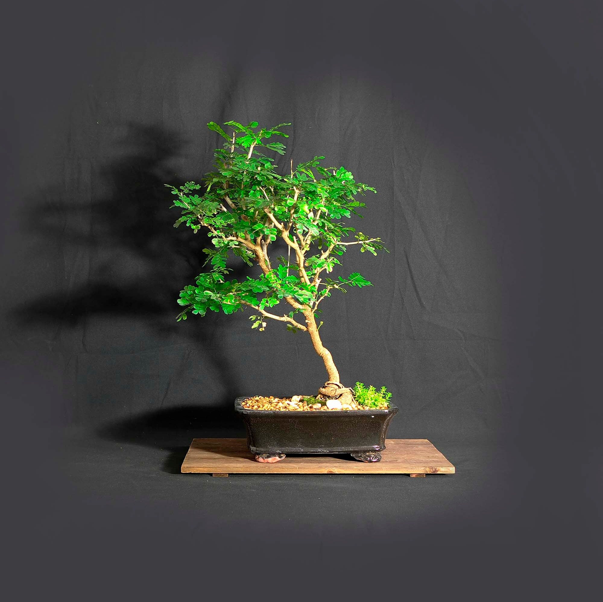 Texas Ebony bonsai tree, Climate change collection from LiveBonsaiTree