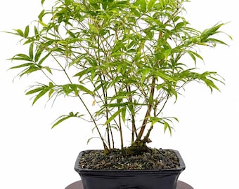 Buddha Belly Bamboo Forest Bonsai: Miniature Clumping Bamboo Grove Landscape