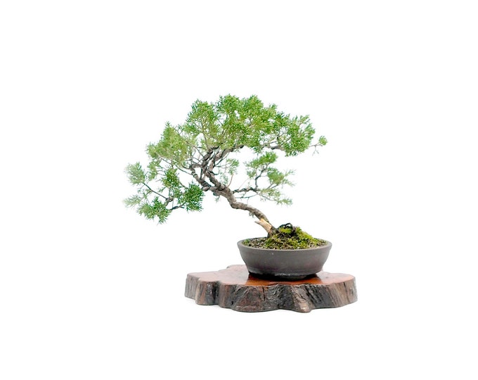 22 by 24-Inch 3dRose apr_13925_2 Penjing Bonsai with Pink Flowers-Medium Length Apron with Pouch Pockets 22 by 24-Inch 3dRose apr_13925_2 Penjing Bonsai with Pink Flowers-Medium Length Apron with Pouch Pockets