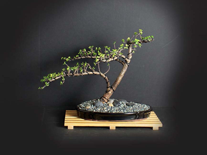 KwaZuluNatal Jade bonsai tree, Rare Flora collection from LiveBonsaiTree