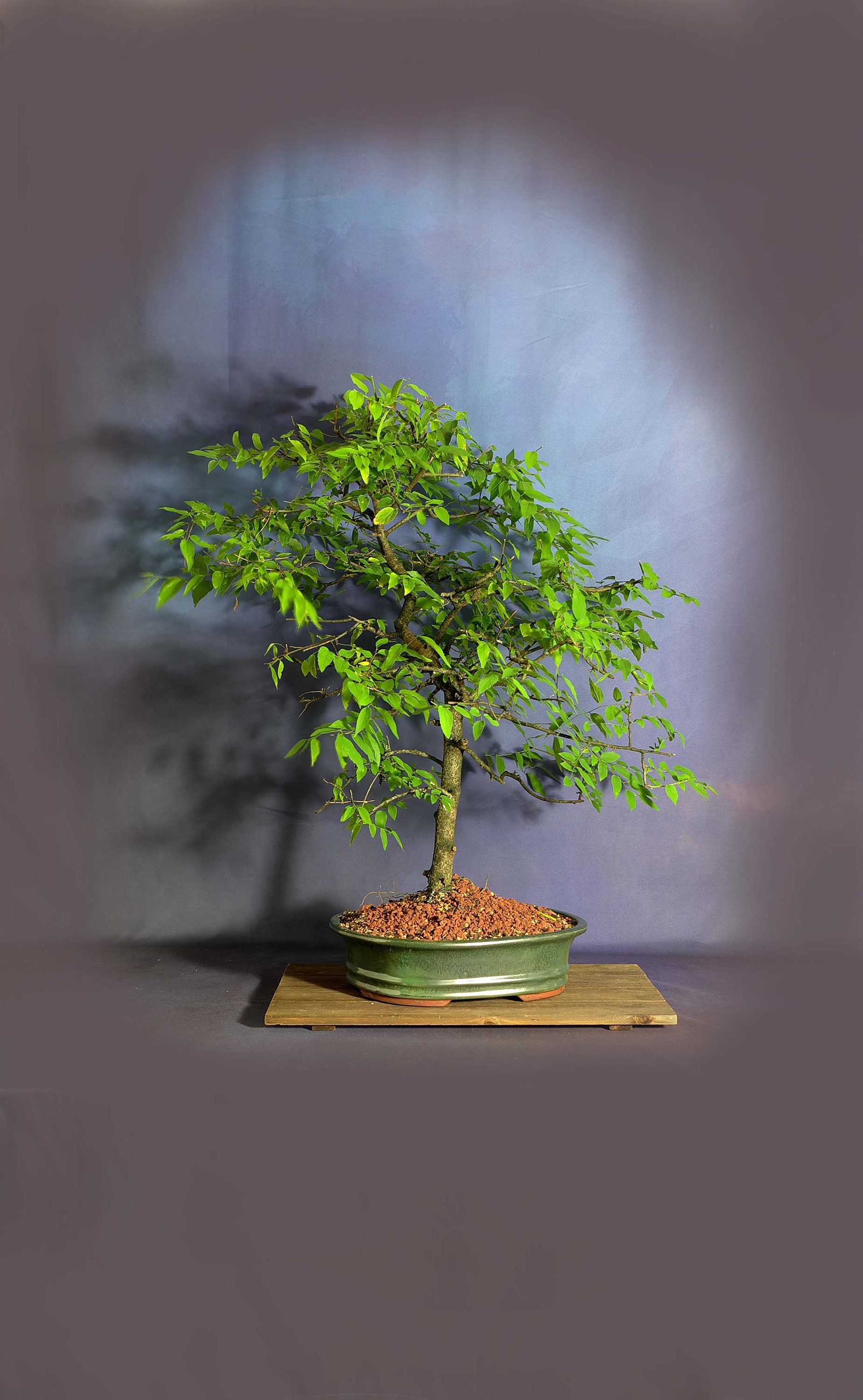 Hackberry Bonsai Tree First responders collection Etsy