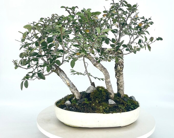 Chinese Elm bonsai tree forest planting, "Natures beauty" collection from Live Bonsai Tree