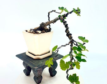 Italian Fig bonsai tree, "Victory" collection from Live Bonsai Tree