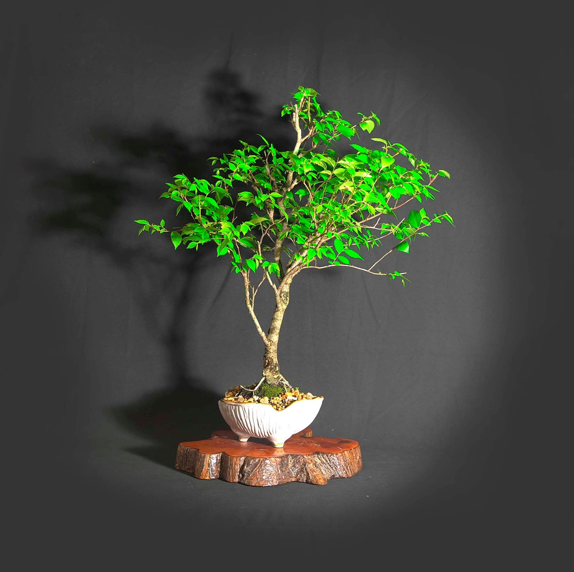 Siberian elm bonsai tree, Elms of the world collection from LiveBonsaiTree