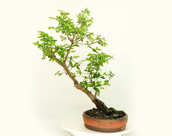 Winged elm bonsai tree, "Focal point" collection from Live Bonsai Tree