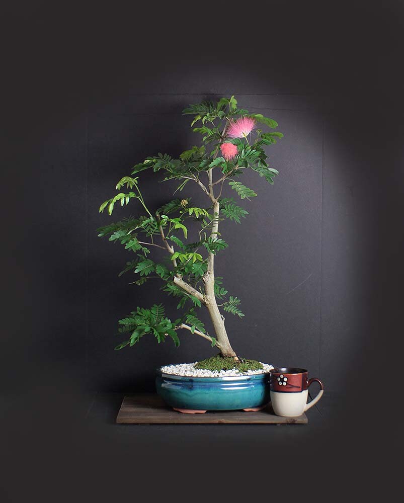 Pink Powder Puff bonsai tree, Blooming Tropics Collection from