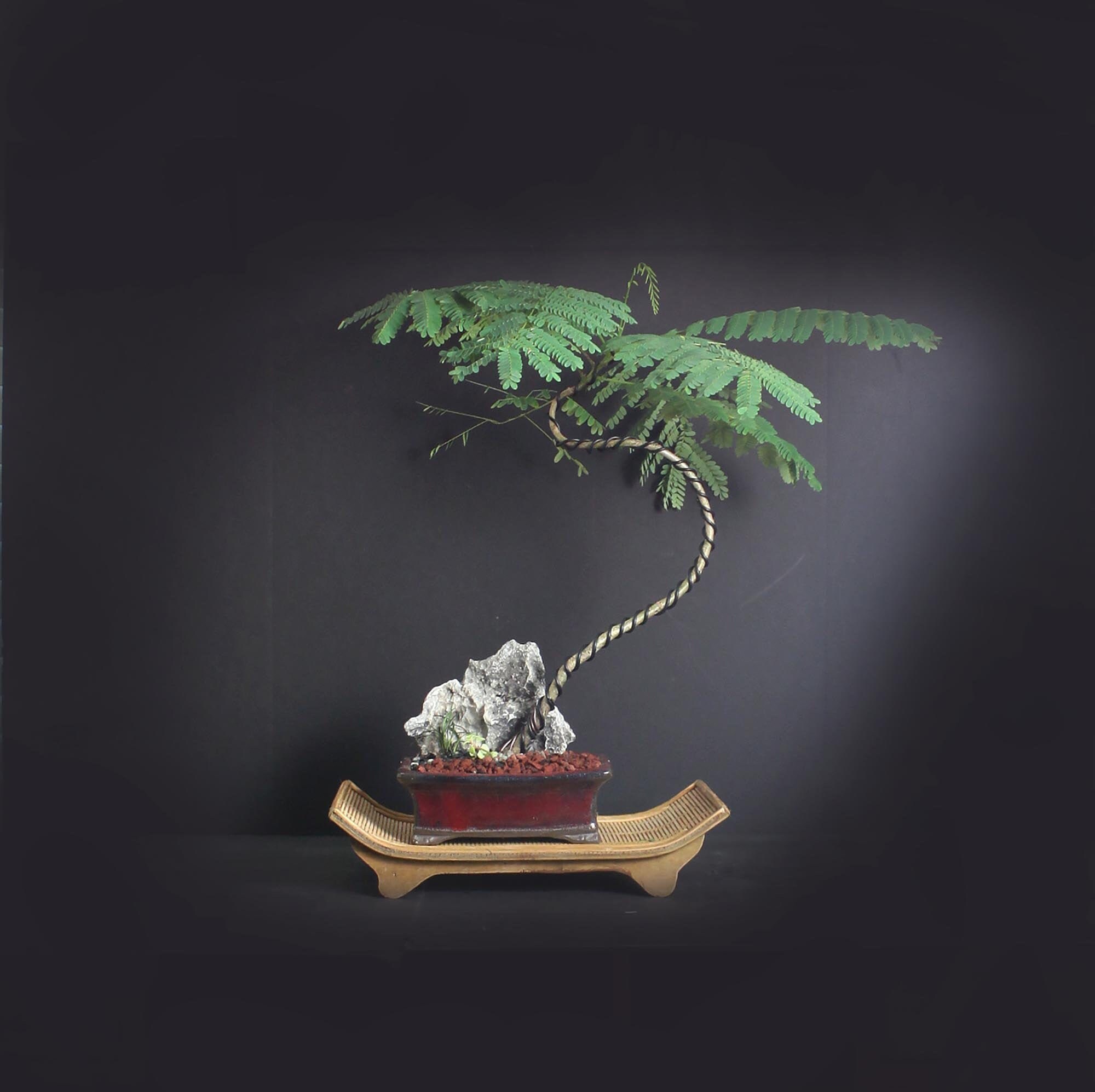 Yellow flamboyant poinciana bonsai tree, Exotic Bloom collection from