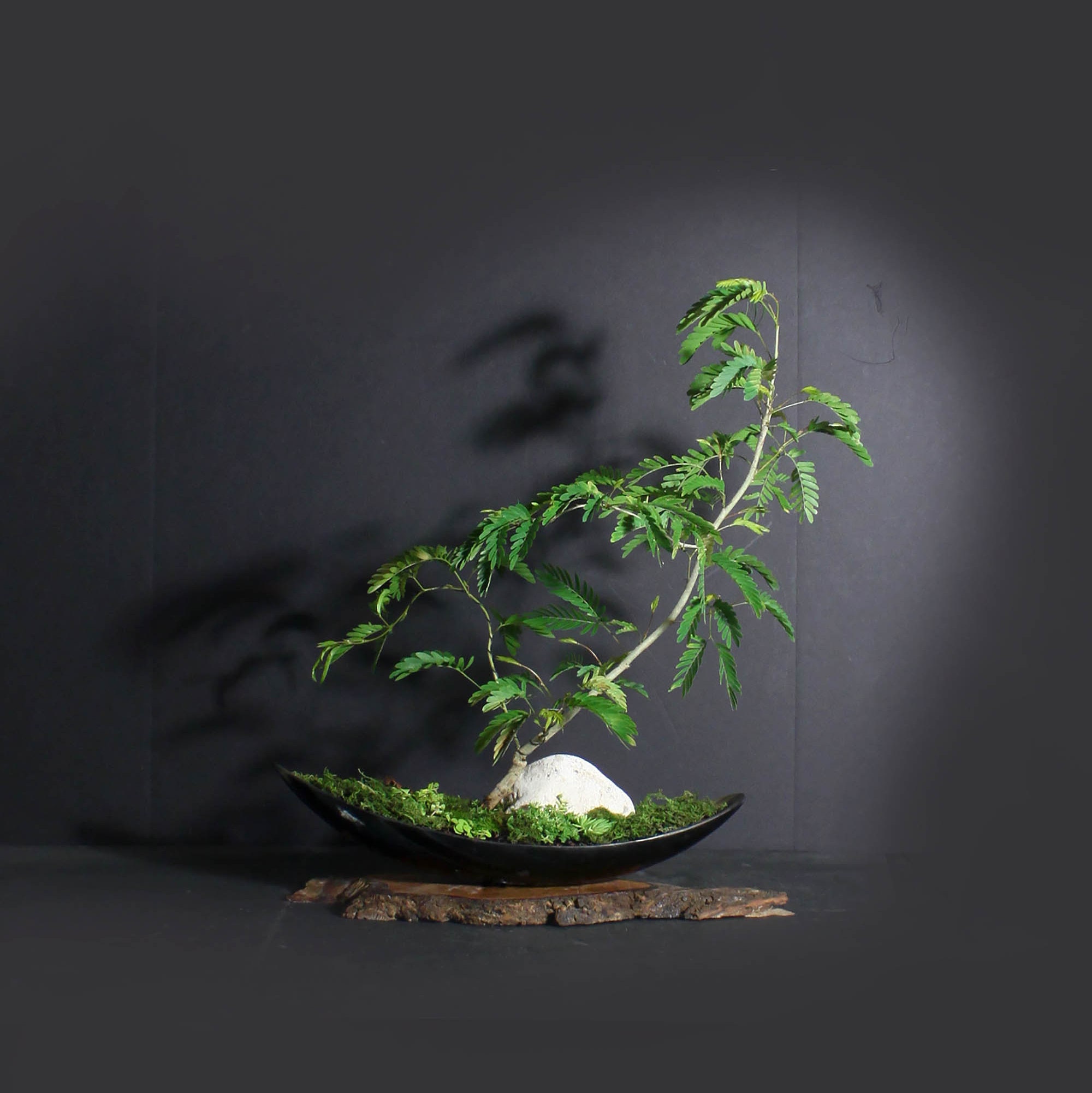 Red Powder Puff bonsai tree, Blooming Tropics Collection from