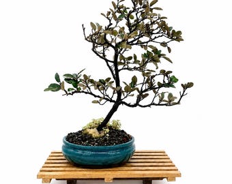 Rare Japanese Silverberry Bonsai Tree (Elaeagnus) – in Blue Glazed Pot