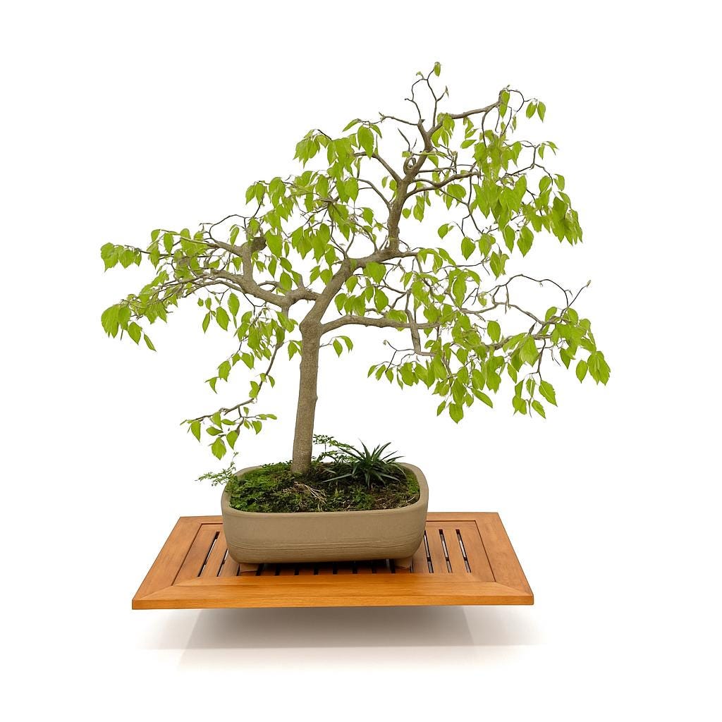 American Hackberry Bonsai  Celtis Occidentalis  Native North American  Specimen - Etsy
