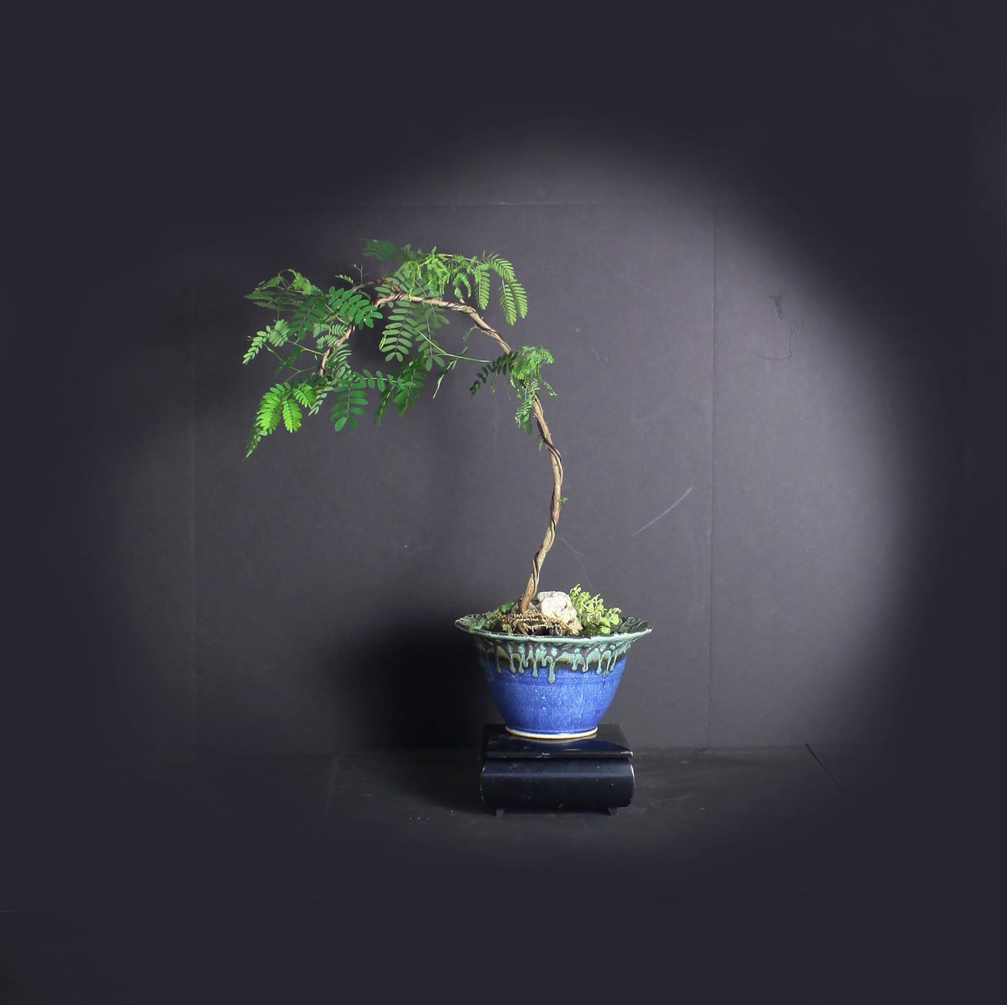 Acacia bonsai tree, Blooming Tropics Collection from LiveBonsaiTree