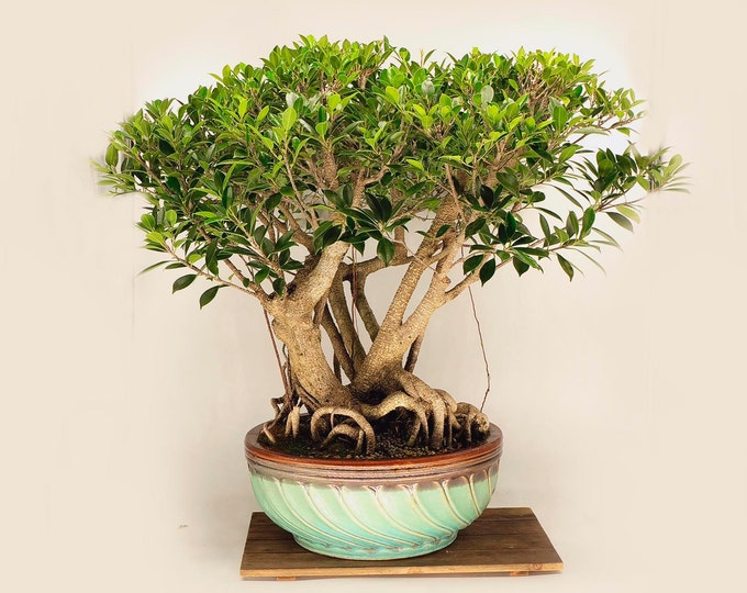 Mature Tiger bark fig bonsai tree, "One of a kind" collection from Live Bonsai Tree
