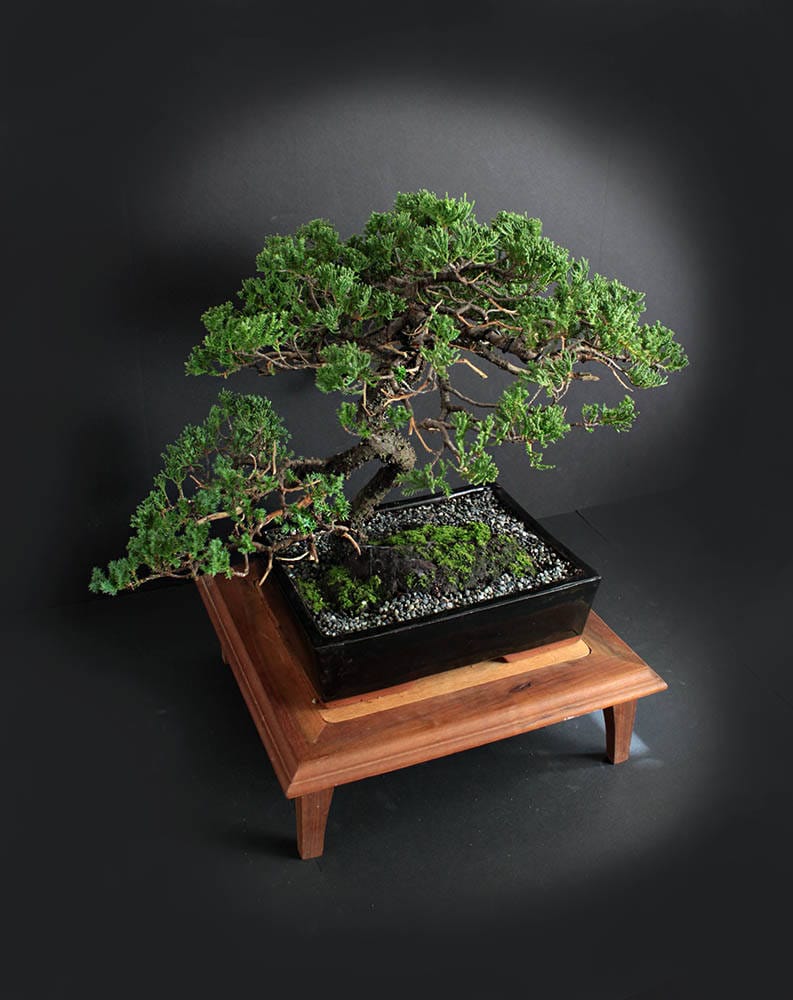 procumbens nana Bonsai Tree Japanese Dwarf Juniper