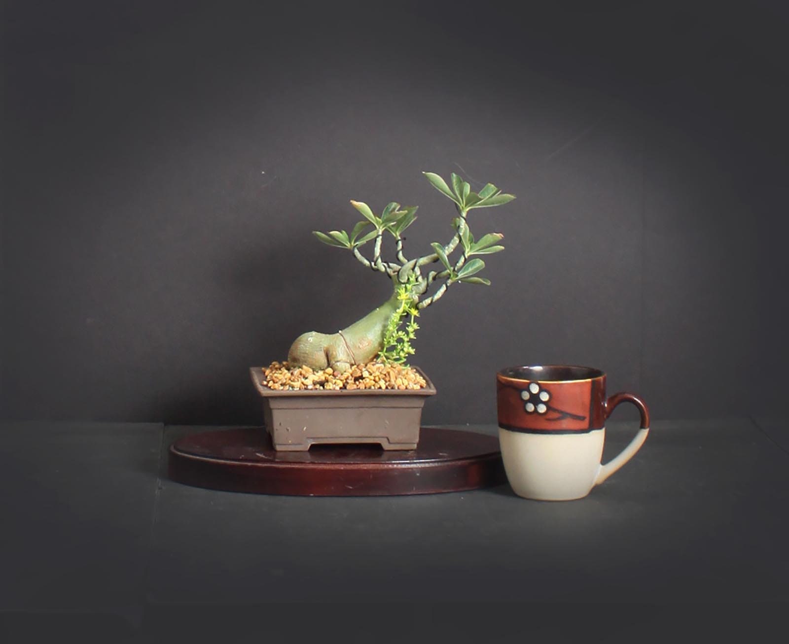 Desert Rose Bonsai Tree, Blooming collection from LiveBonsaiTree