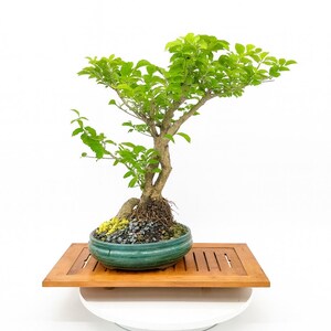 Rose of Sharon bonsai tree, &quot;Anti-depressant&quot; collection from LiveBonsaiTree