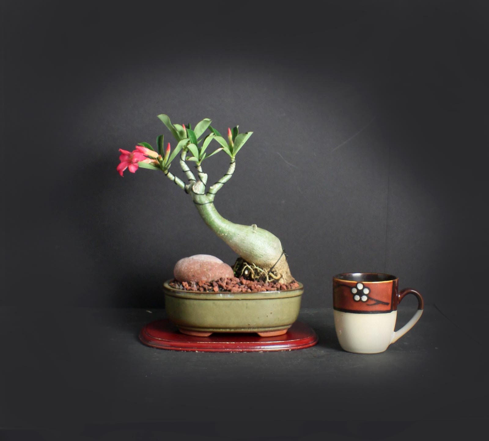 Desert Rose Bonsai Tree, Blooming collection from LiveBonsaiTree