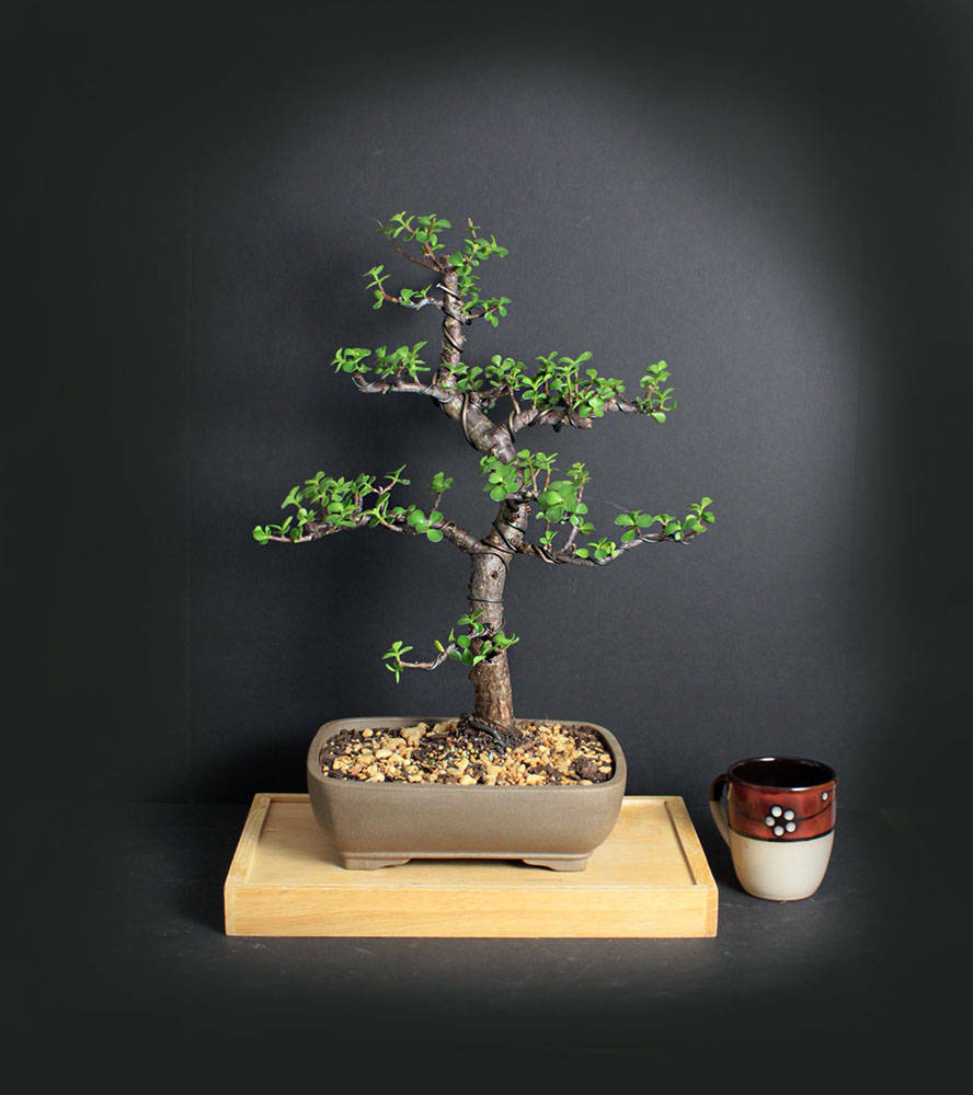 Dwarf Jade bonsai tree, succulent bonsai collection from LiveBonsaiTree