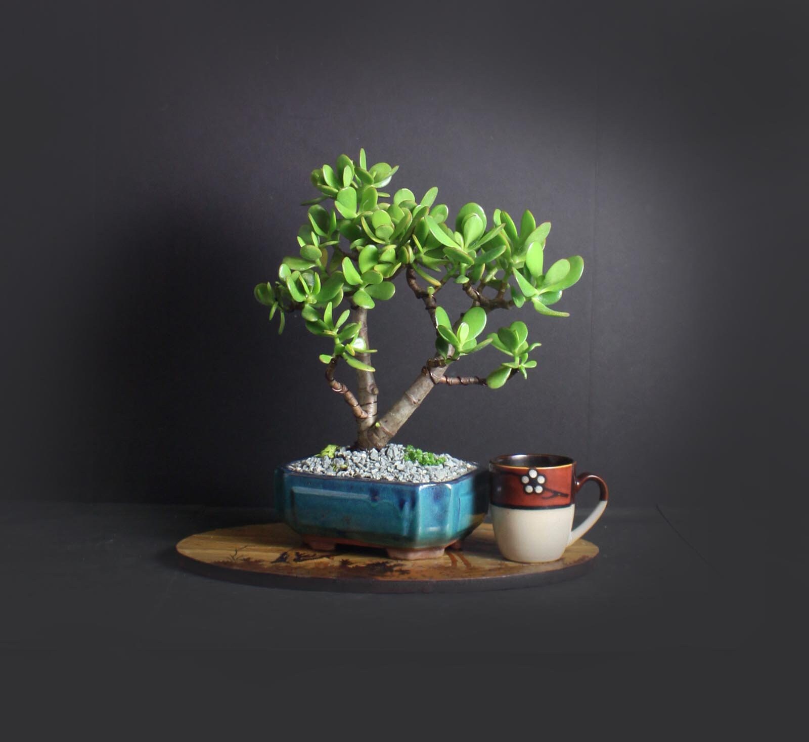 Crassula ovata bonsai tree, succulent bonsai collection from LiveBonsaiTree
