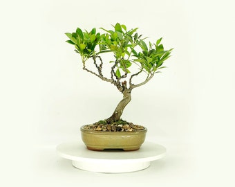 Japanese blueberry bonsai tree, "Grace" collection from Live Bonsai Tree