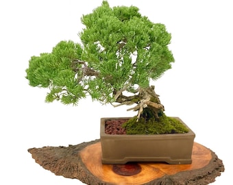 Japanese Dwarf Garden Juniper Bonsai | 25-Year-Old Mature Specimen with Gin and Nebari