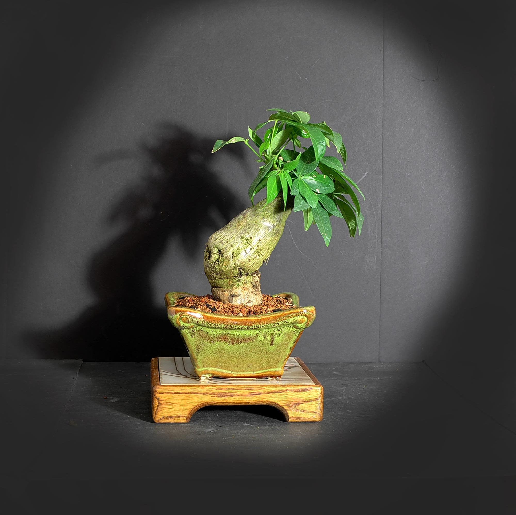 Pachira bonsai 2024