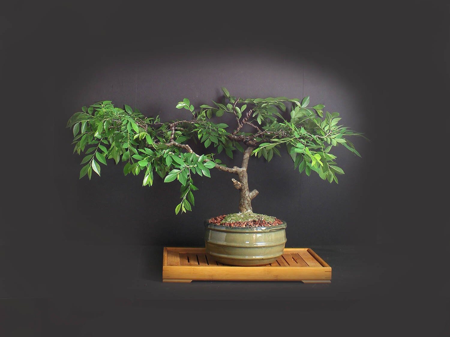Lace bark elm bonsai tree, Elm bonsai series from LiveBonsaiTree