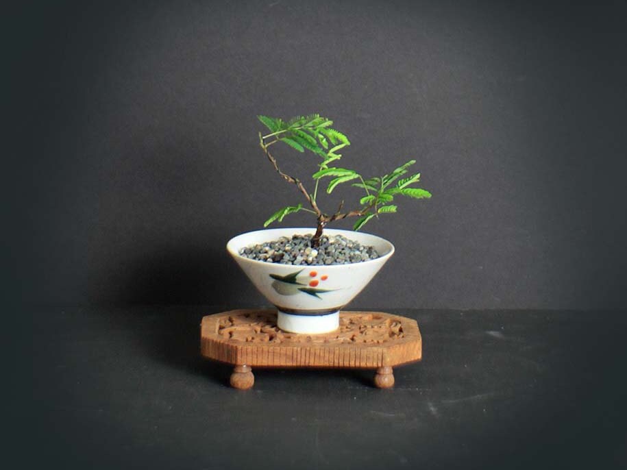Acacia pre bonsai tree, Acacia collection from LiveBonsaiTree