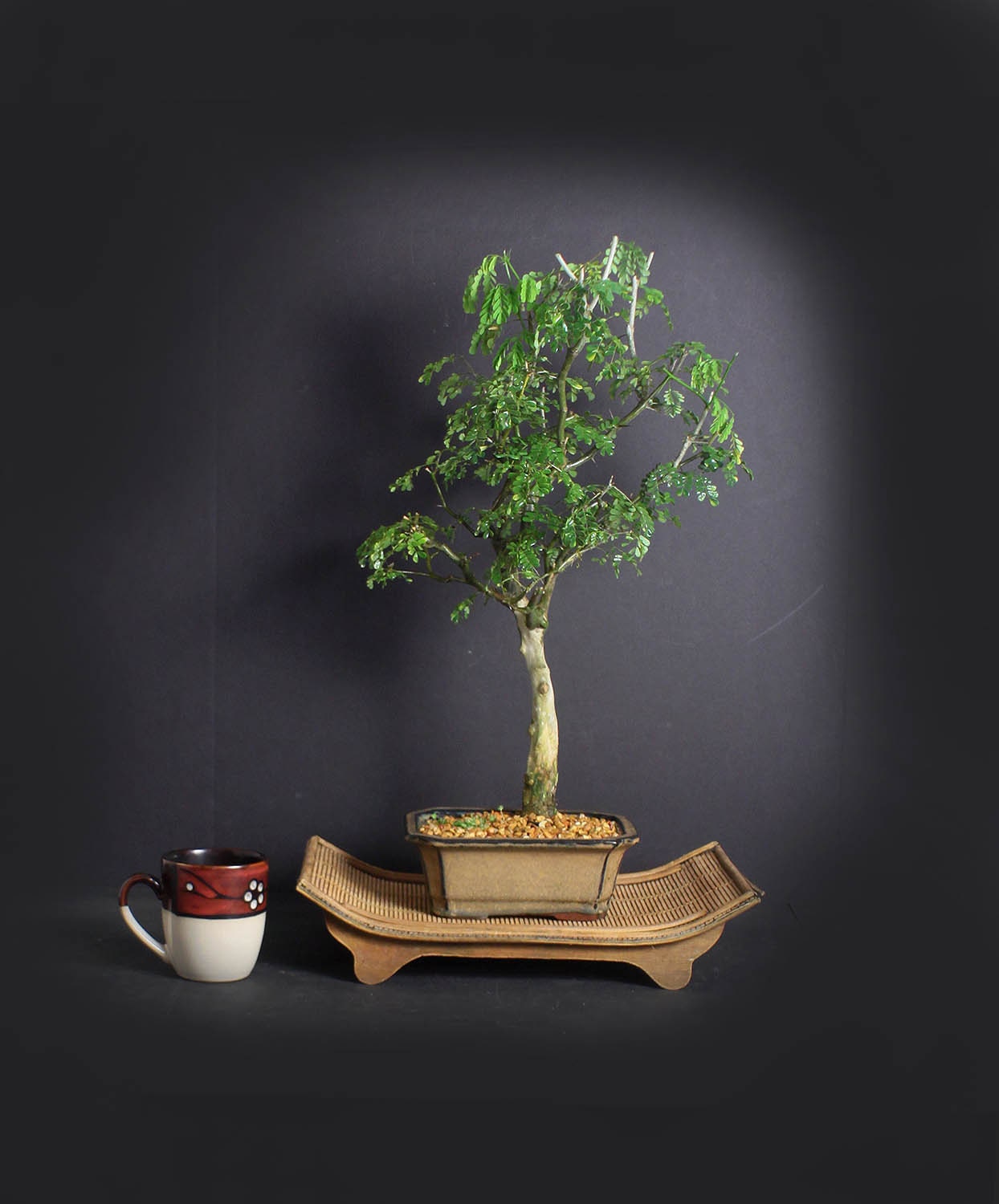 Brazilian raintree bonsai tree, Amazon collection from LiveBonsaiTree