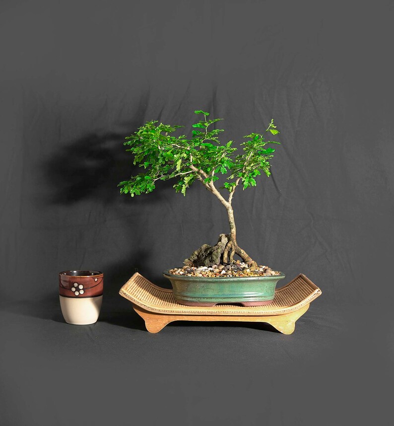 Texas Ebony bonsai tree Only good news collection Etsy