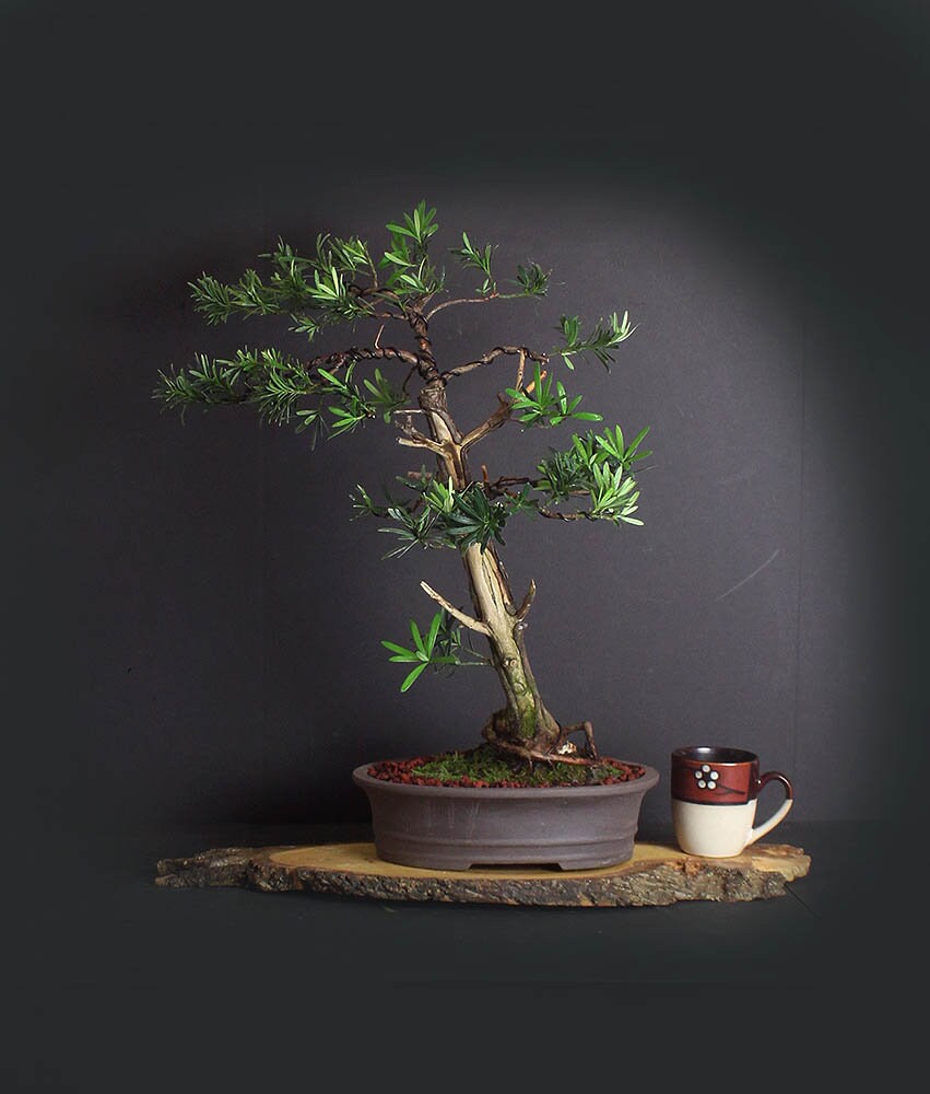 Podocarpus bonsai tree, Buddha Pine collection from LiveBonsaiTree Podocarpus bonsai tree, Buddha Pine collection from LiveBonsaiTree
