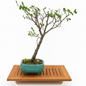 Manila Tamarinde Bonsai Baum, &quot;&quot;Green Elegance&quot;&quot; Kollektion von Live Bonsai Tree, Affenbaum, saure Frucht.&quot;