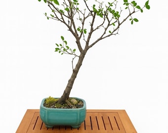 Bonsai di tamarindo di Manila, vaso smaltato, calamita per colibrì