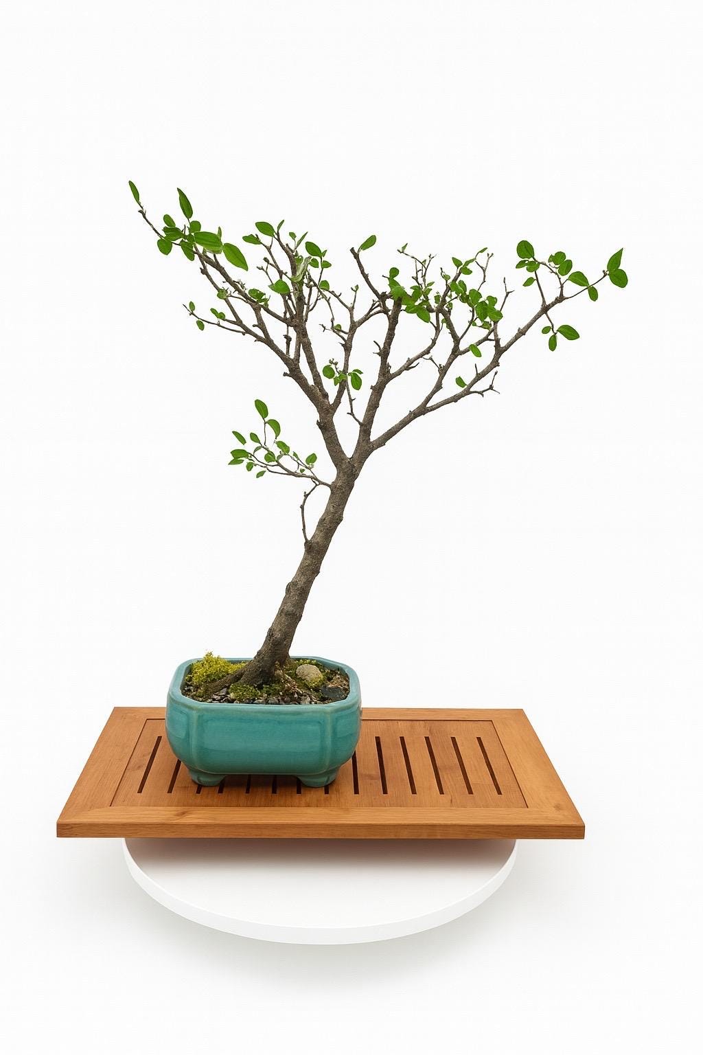 Tamarind bonsai tree - Etsy sterreich