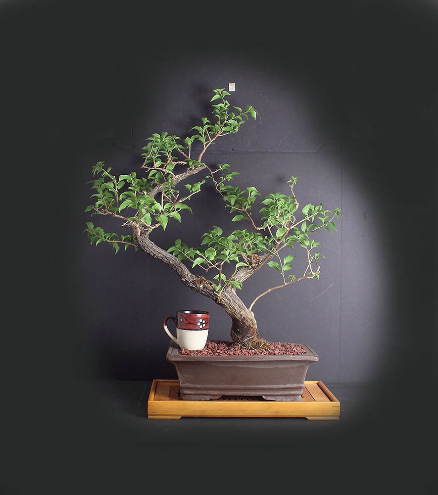 Rare orange bougainvillea bonsai tree, Blooming bonsai collection from