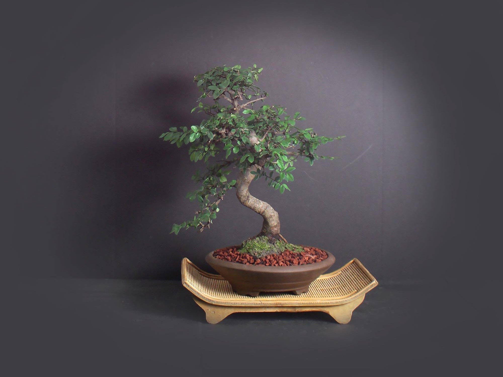 44+ Bonsai Zelkova Care Most Popular Hobby plan