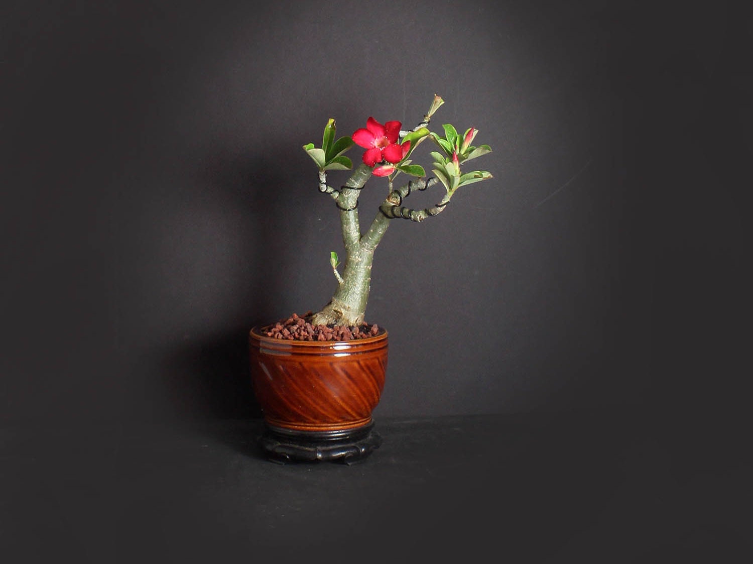 Desert Rose Bonsai Tree, Blooming collection from LiveBonsaiTree