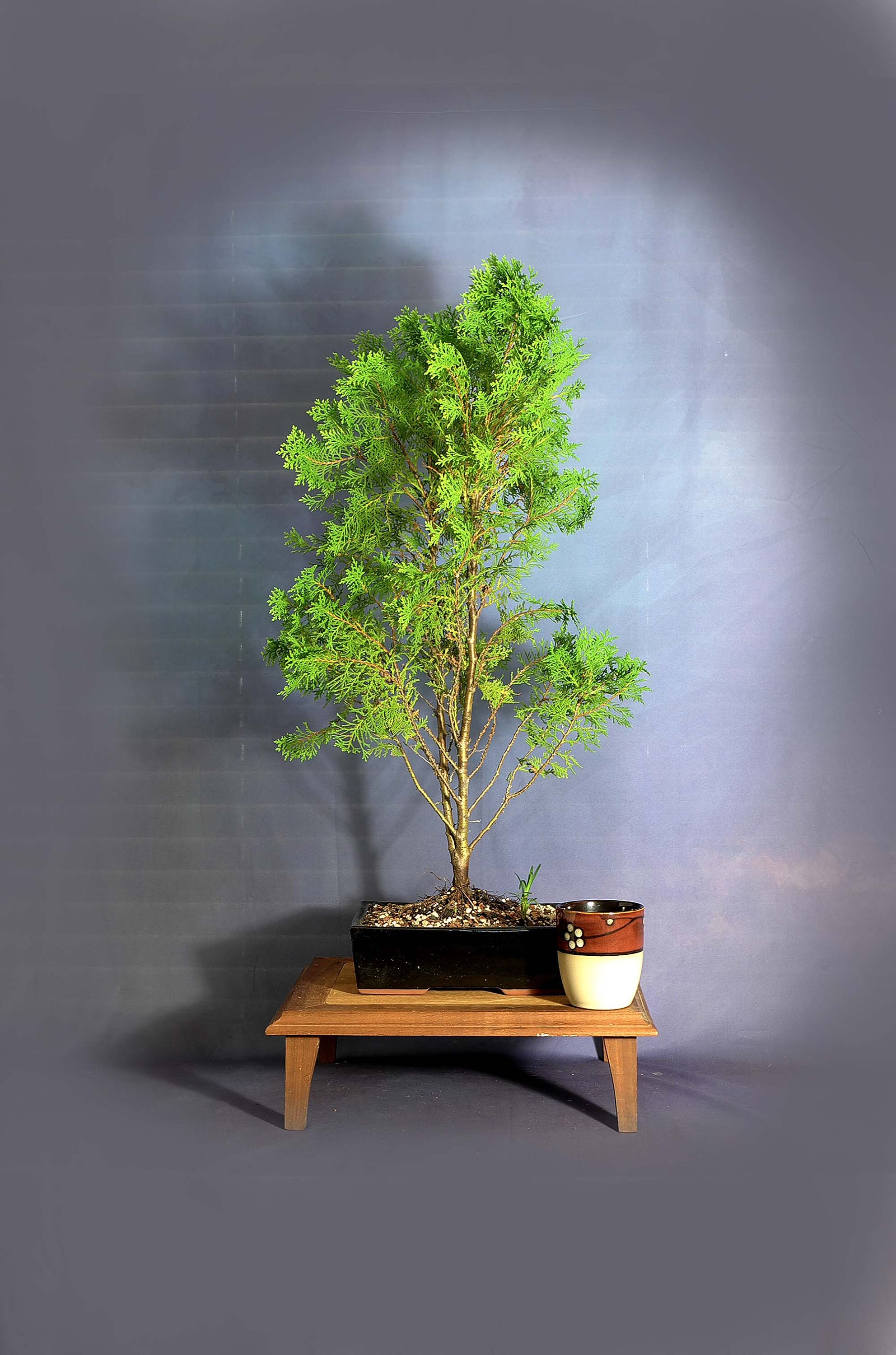 Canadian Lace Arborvitae bonsai tree, Conifer collection from