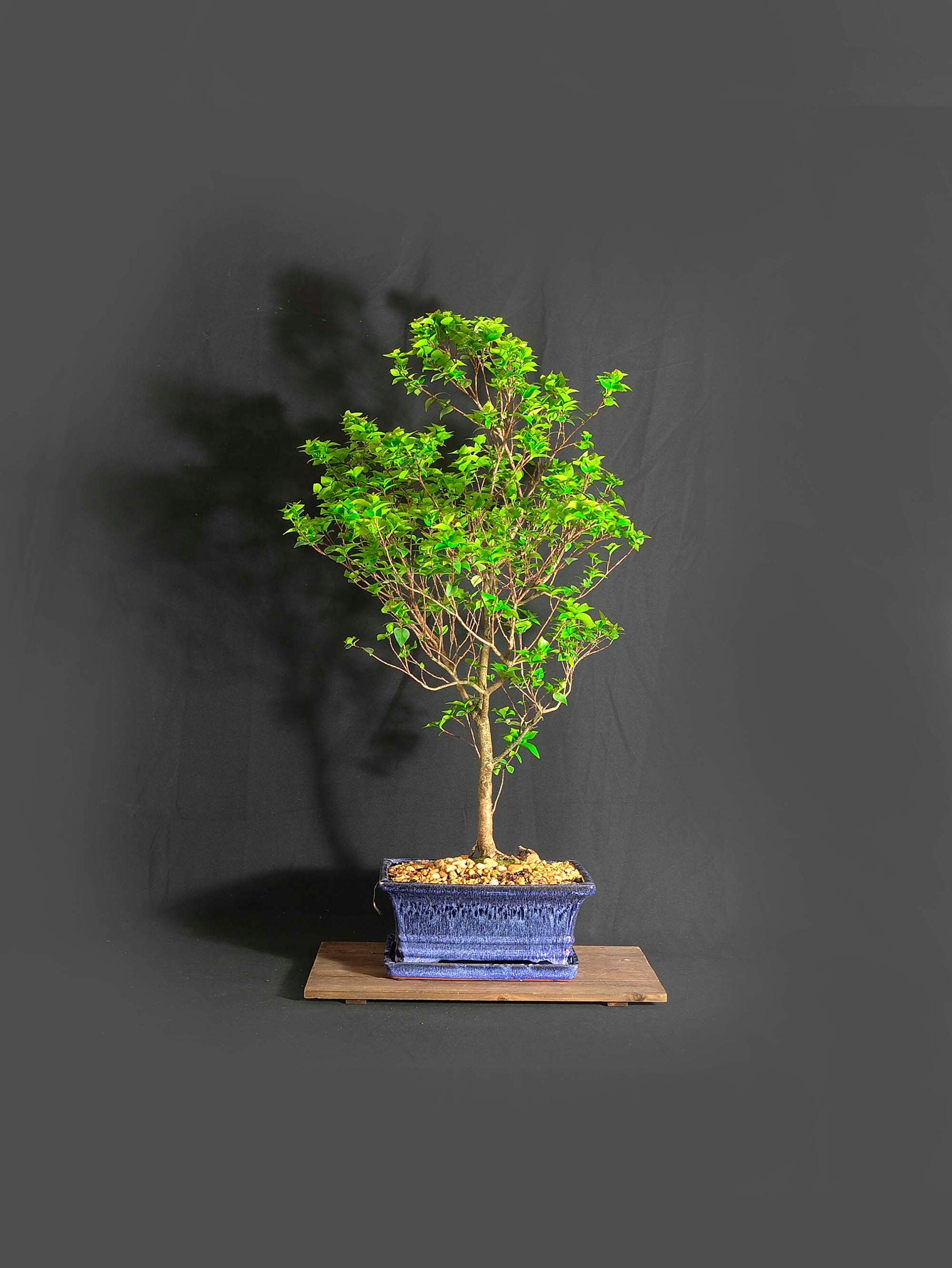 Dwarf Surinam cherry (rare) bonsai tree, Serenity collection from