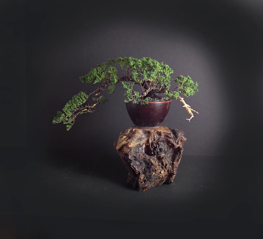 Juniper procumbens nana bonsai tree, Japanese conifer collection from