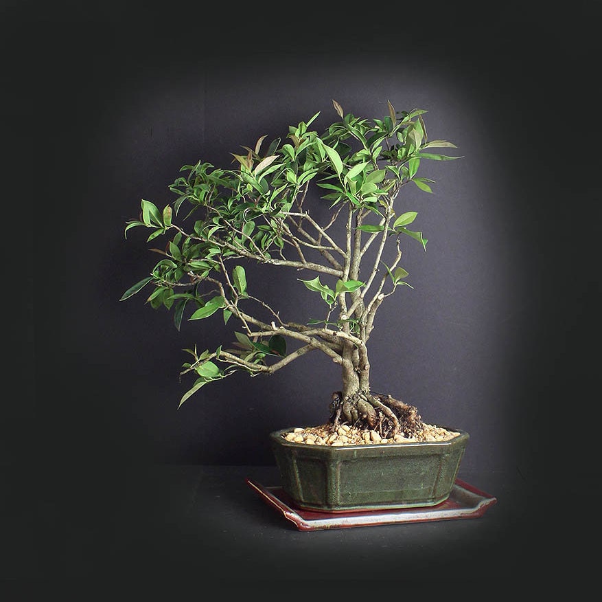 Chinese Holly, Holly Collection from LiveBonsaiTree Chinese Holly, Holly Collection from LiveBonsaiTree