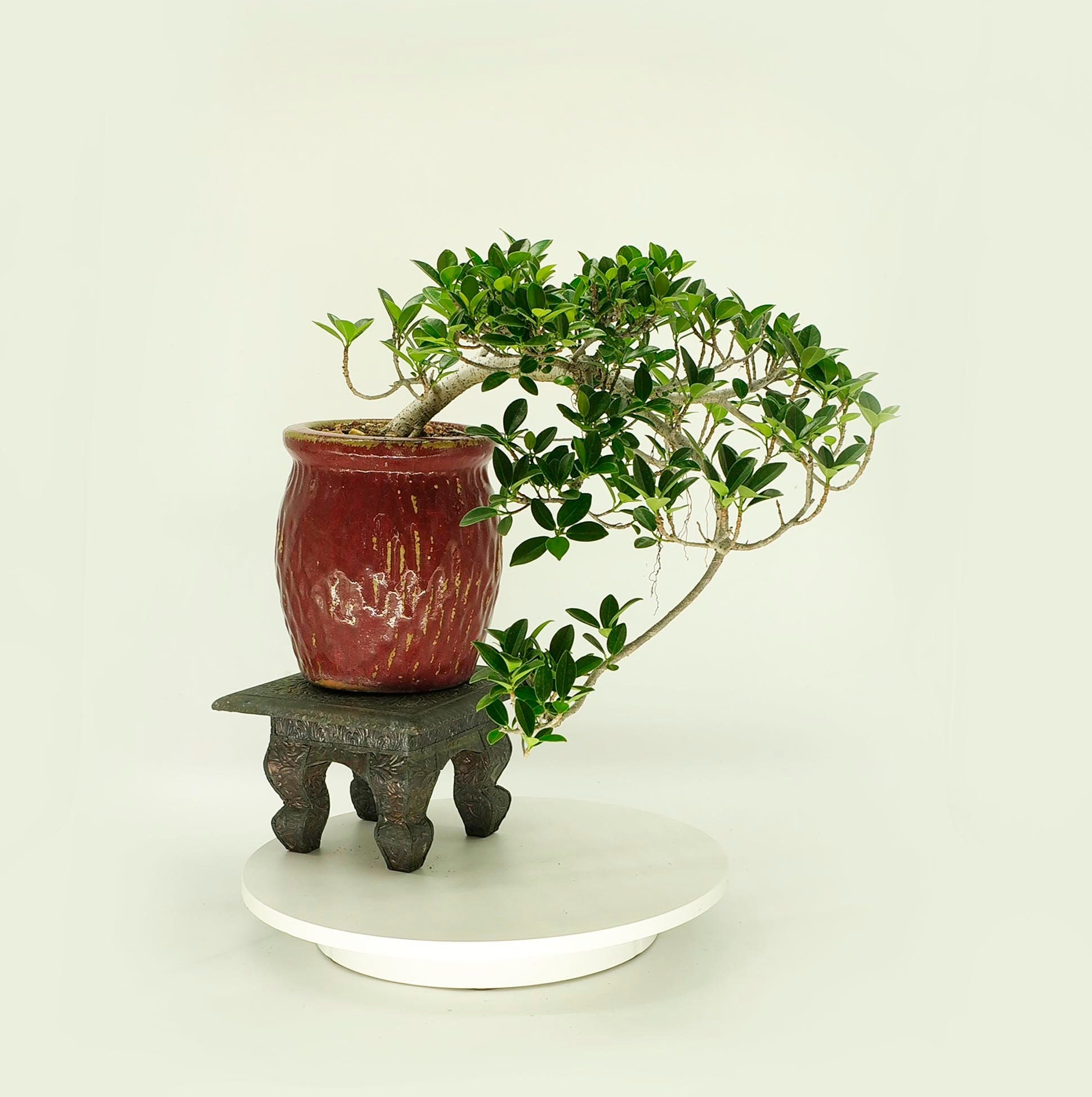 Mature Green Mound Fig bonsai tree, Early collection from Live Bonsai Tree